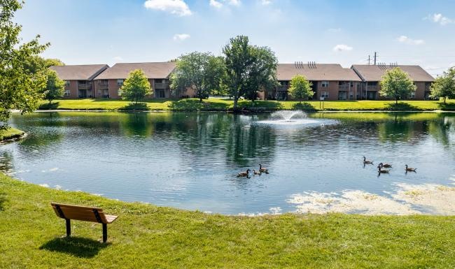 a bench next to a pond with ducks